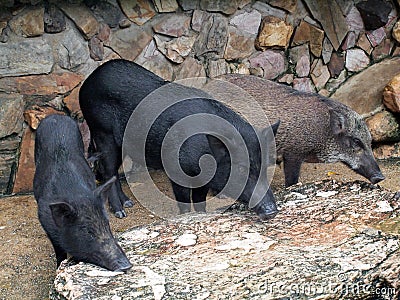 Caged wild hogs Stock Photo