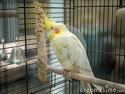 Yellow lutino cockatiel eating millet in cage Stock Photo