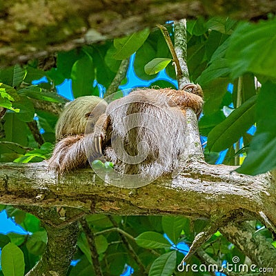 Cahuita National Park, a sloth, Cahuita, Limon province, Costa Rica east coast Stock Photo