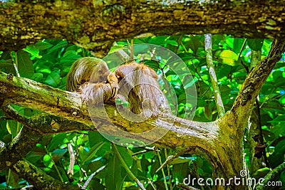 Cahuita National Park, a sloth, Cahuita, Limon province, Costa Rica east coast Stock Photo