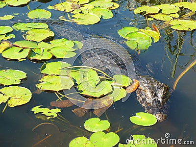 Caiman at Esteros del Ibera, Argentina Stock Photo