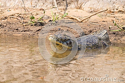 Caiman floating on Pantanal, Brazil Stock Photo