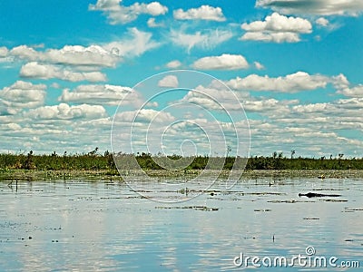 Caiman in lake at Esteros del Ibera, Argentina Stock Photo