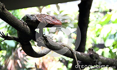 Caiman lizard stands on the branch Stock Photo