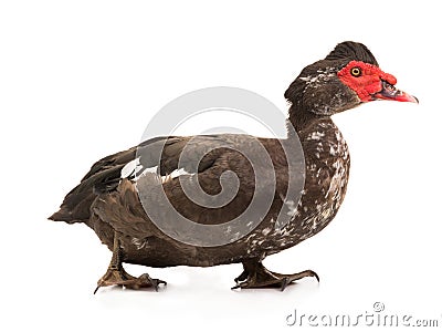 Cairina moschata duck isolated Stock Photo