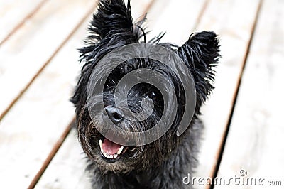 Cairn terrier dog Stock Photo