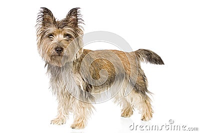 Cairn terrier standing up Stock Photo