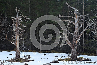 Two dry trees in The Cairngorms Mountains, Highlands, Scotland Stock Photo