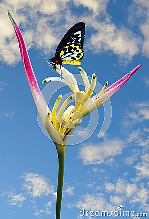 Cairns Birdwing butterfly on a Heliconia psittacorum flower Stock Photo