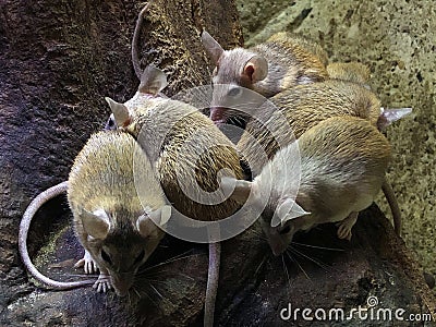 The Cairo spiny mouse Acomys cahirinus, The common spiny mouse, Egyptian spiny mouse, Arabian spiny mouse Stock Photo