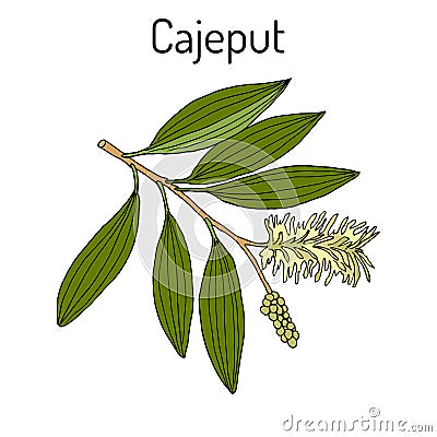 Cajeput Melaleuca leucadendron , or weeping paperbark, medicinal plant Vector Illustration