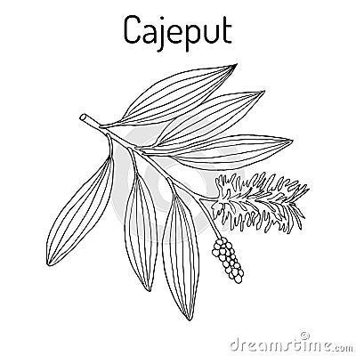 Cajeput Melaleuca leucadendron , or weeping paperbark, medicinal plant Vector Illustration