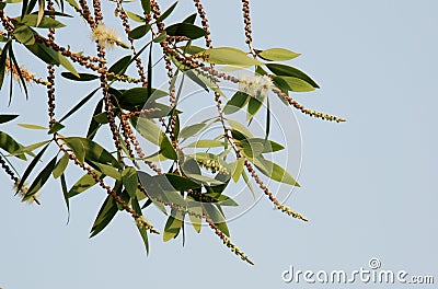 Cajuput paper bark Flower Stock Photo