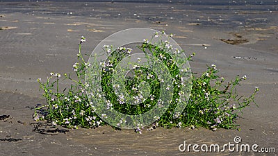 Cakile baltica or Baltic searocket blossom at sand beach close-up, selective focus, shallow DOF Stock Photo