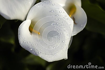 Cala lilly dewdrops Stock Photo