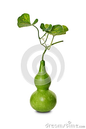 Calabash Stock Photo