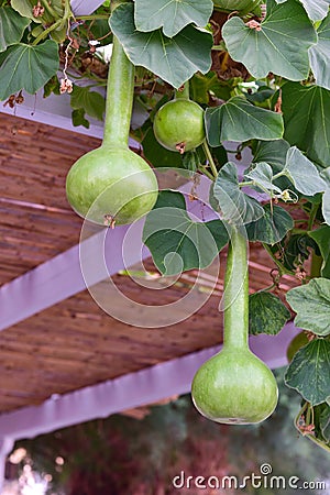 Calabash gourd plant fruits Stock Photo