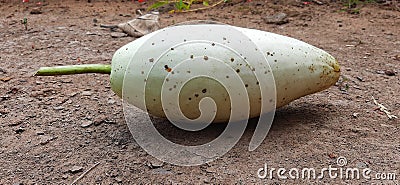 calabash heathy testy sweet food Stock Photo