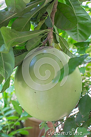 Calabash tree miracle fruit Stock Photo