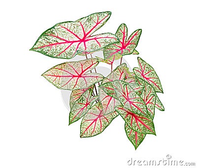 Caladium bicolor leaf plant Colorful beautiful isolated on white background Stock Photo