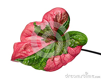 Caladium bicolor leaf or Queen of the Leafy Plants, Bicolor foliage isolated on white background, with clipping path Stock Photo