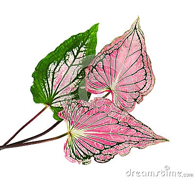 Caladium bicolor with pink leaf and green veins, Pink Caladium foliage isolated on white background, with clipping path Stock Photo