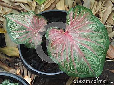 Caladium bicolor or qeen of leaves in pot Stock Photo