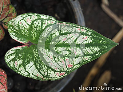 Caladium bicolor or qeen of leaves in pot Stock Photo