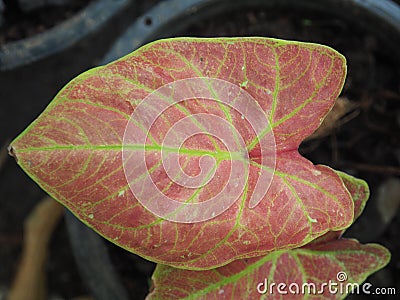 Caladium bicolor or qeen of leaves in pot Stock Photo