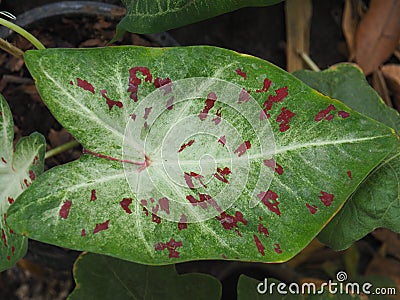 Caladium bicolor or qeen of leaves in pot Stock Photo