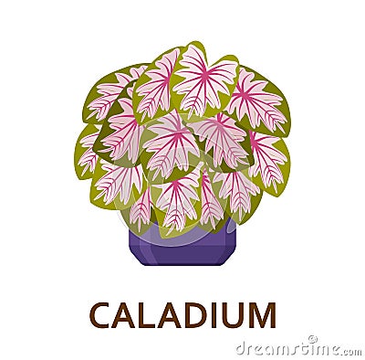Caladium. Decorative houseplant in pot. Florist indoor tree or interior flowerpot. Vector illustration Vector Illustration