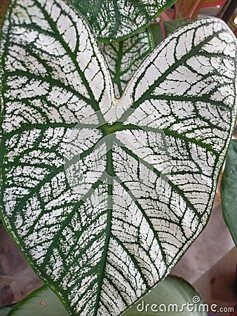 Caladium flower. As an ornamental plant that mothers like. there are many varieties. Stock Photo