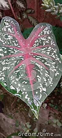 Caladium galaxy Flower in love Stock Photo