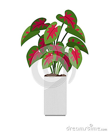 Caladium house plant in flower pot Vector Illustration