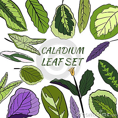 The leaves of the caladium plant. Vector Illustration