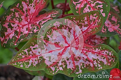 Caladium Leaves, pink and green Stock Photo