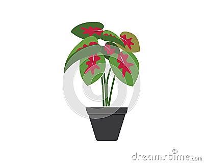 caladium plant in pot icon logo vector illustration design Vector Illustration