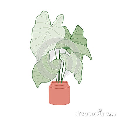 Caladium, potted green-leaf plant. Big houseplant growing in planter. Elephant ear, house vegetation with heart-shaped Vector Illustration
