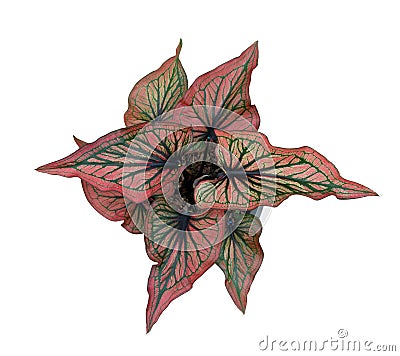 Caladium Queen of the Leafy Plants top view isolate on white background Stock Photo