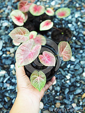 Caladium bicolor or qeen of leaves in pot Stock Photo