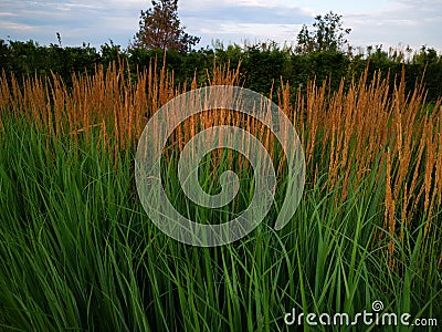 Calamagrostis acutiformis Karl Foerster - ornamental grass Stock Photo