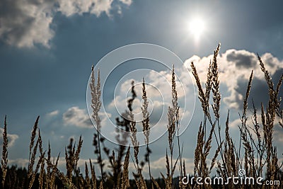 Calamagrostis epigeios plants against a sun in autumn scenery Stock Photo