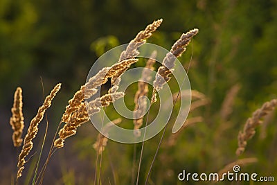 Calamagrostis epigejos (L.) Roth, Plants wood small-reed or shrubby Wild grass meadow ornamental Karl Foerster Stock Photo