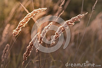 Calamagrostis epigejos (L.) Roth, Plants wood small-reed or shrubbyd grass meadow ornamental Karl Foerster Stock Photo