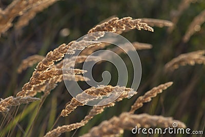 Calamagrostis epigejos (L.) Roth, Plants wood small-reed or shrubby sunlight Wild grass meadow ornamental Karl Foerster Stock Photo