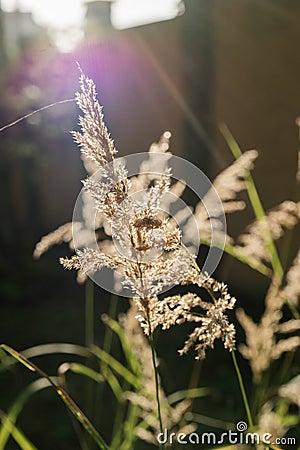 Calamagrostis in the rays of the evening sun. Stock Photo