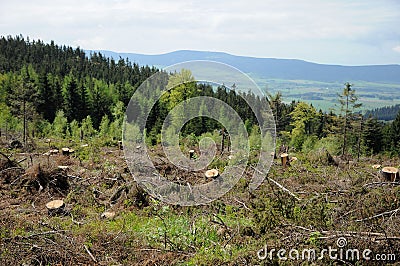 Calamity in forest Stock Photo