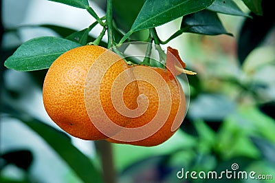 Calamondin Citrus Oranges Stock Photo