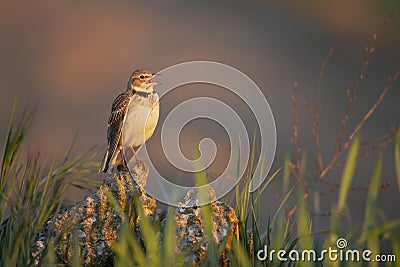 The calandra lark singing in the morning golden light. Stock Photo