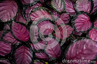 Calathea crimson pink. Stock Photo